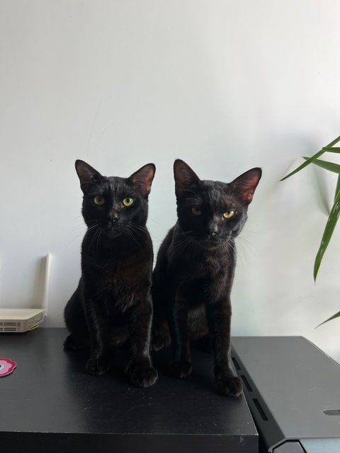 Namnam &amp; Liam - Domestic Short Hair Cat