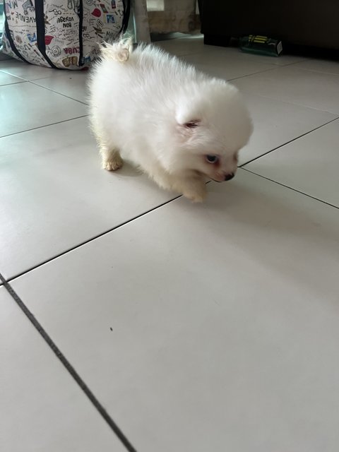 Joy - Pomeranian Dog