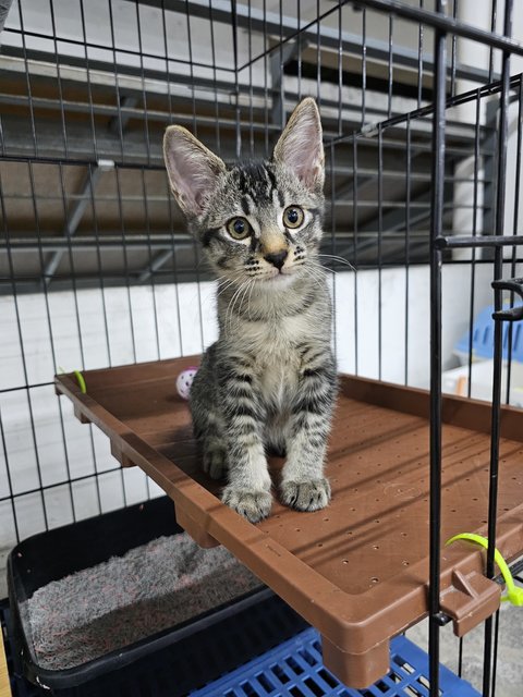 Jingle - Domestic Short Hair Cat