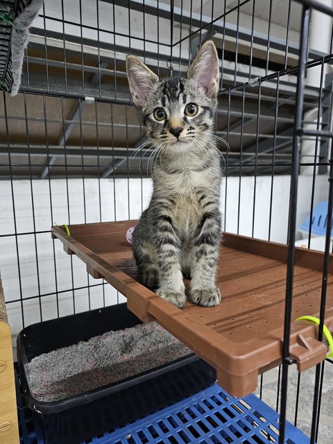 Jingle - Domestic Short Hair Cat