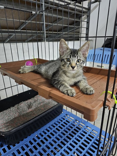 Jingle - Domestic Short Hair Cat