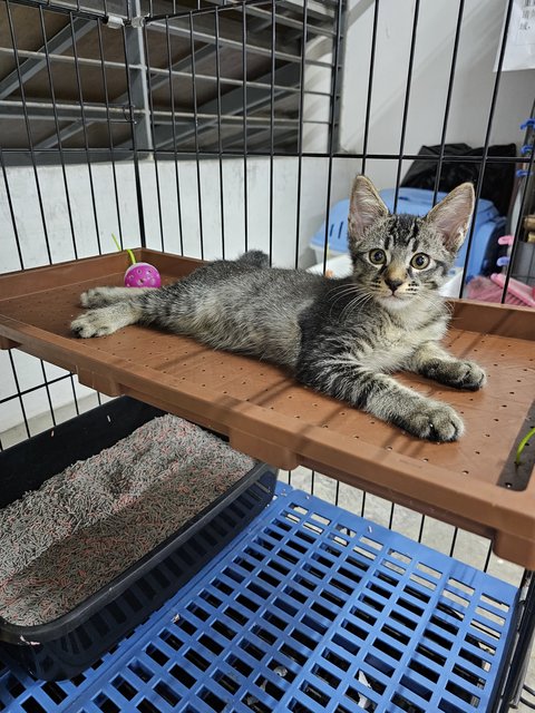 Jingle - Domestic Short Hair Cat