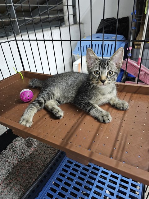 Jingle - Domestic Short Hair Cat