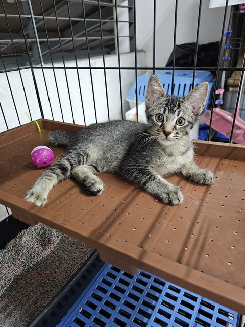 Jingle - Domestic Short Hair Cat