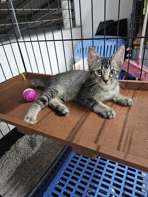 Jingle - Domestic Short Hair Cat