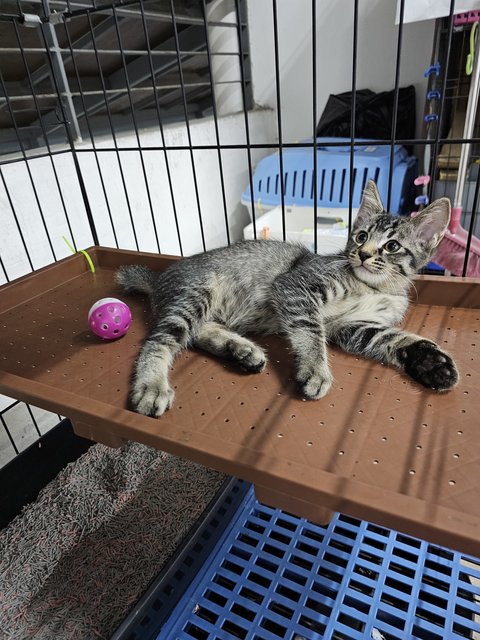 Jingle - Domestic Short Hair Cat