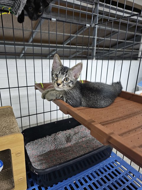 Jingle - Domestic Short Hair Cat