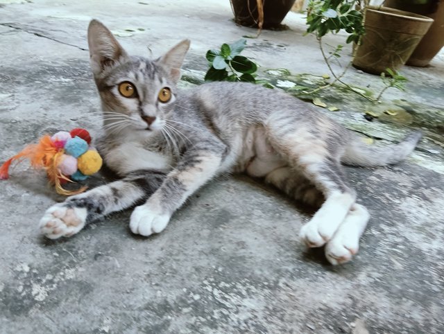 Sasa💖the Grey Tortoiseshell - Domestic Short Hair Cat