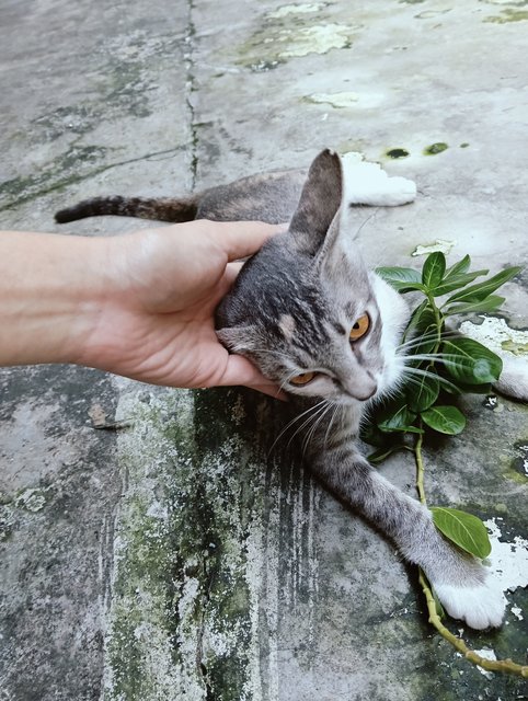 Sasa💖the Grey Tortoiseshell - Domestic Short Hair Cat