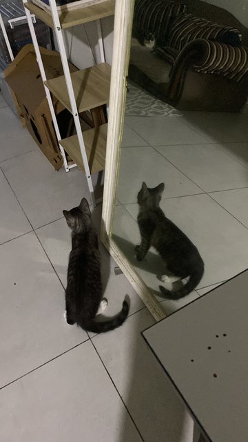 Charcoal  - Domestic Short Hair + Domestic Medium Hair Cat