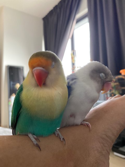 Lulu And Sky - Lovebird Bird