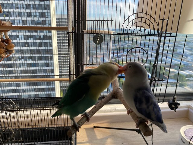 Lulu And Sky - Lovebird Bird