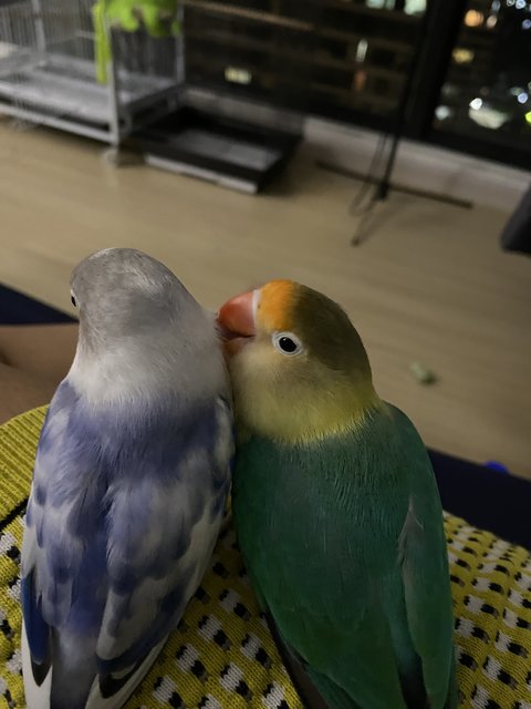 Lulu And Sky - Lovebird Bird