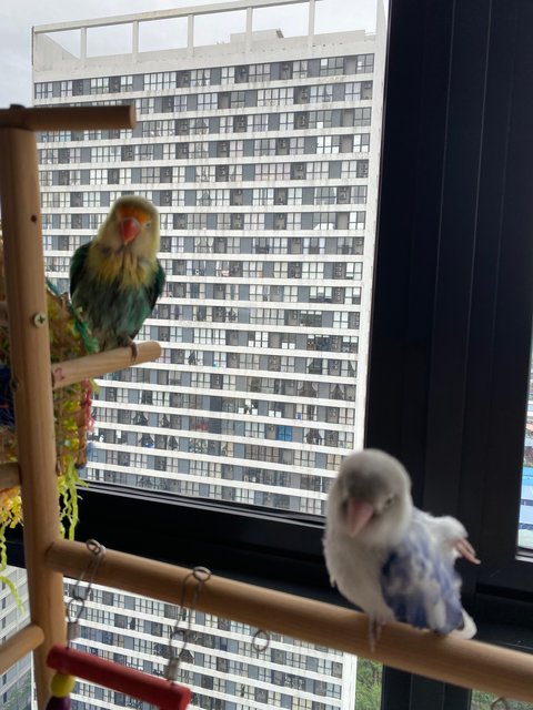 Lulu And Sky - Lovebird Bird