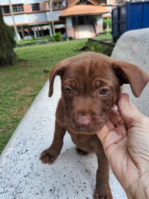 Coco - Mixed Breed Dog