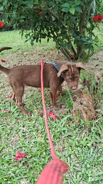 Coco - Mixed Breed Dog