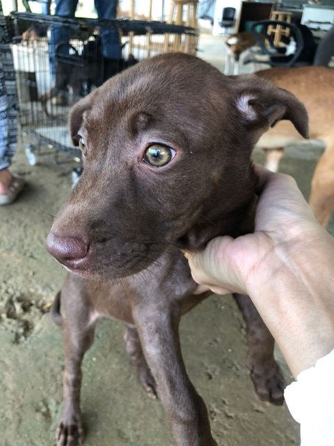 Coco - Mixed Breed Dog