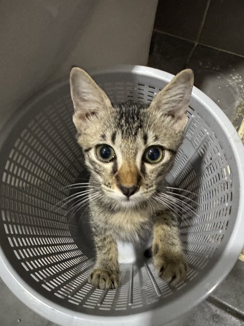 Awang - Domestic Short Hair + Tabby Cat