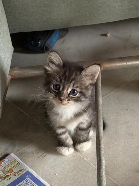 Lala - Domestic Long Hair Cat