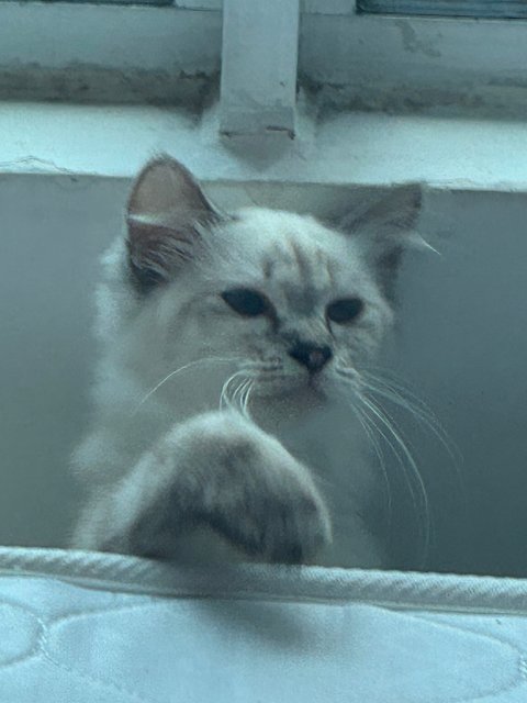 Yuki - Domestic Long Hair + Siamese Cat