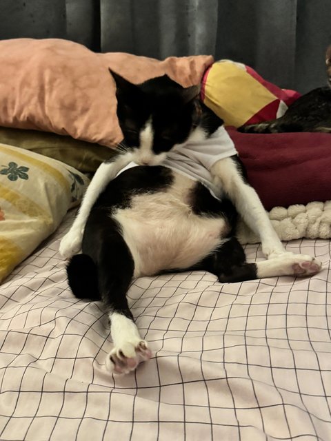 Malik - Tuxedo Cat