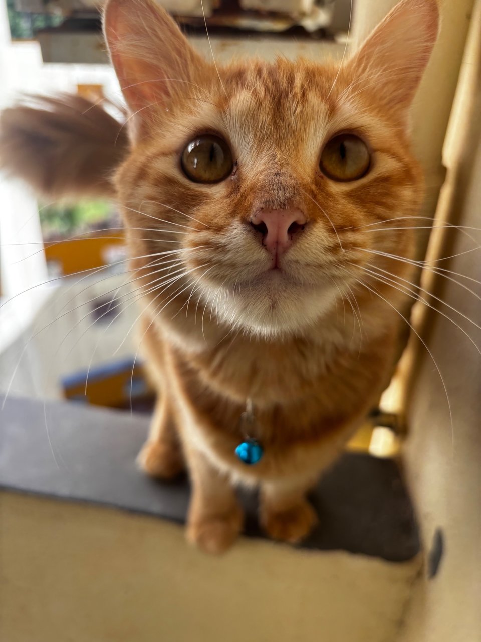 Simba - Domestic Medium Hair Cat