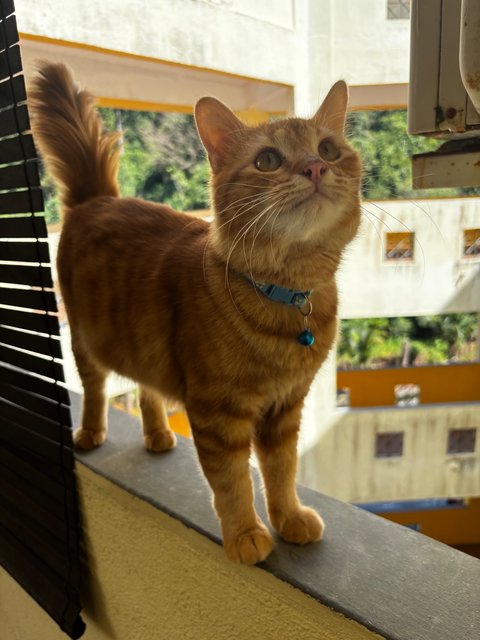 Simba - Domestic Medium Hair Cat