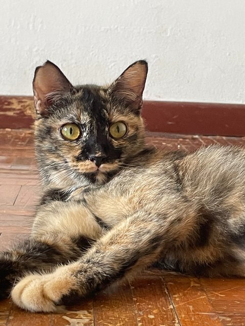 Coal - Domestic Medium Hair + Tortoiseshell Cat