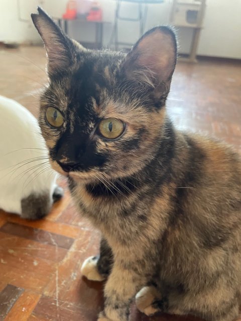 Coal - Domestic Medium Hair + Tortoiseshell Cat