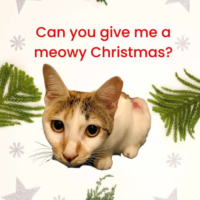 No One Gave Scarlet A Christmas Miracle  - Domestic Short Hair Cat