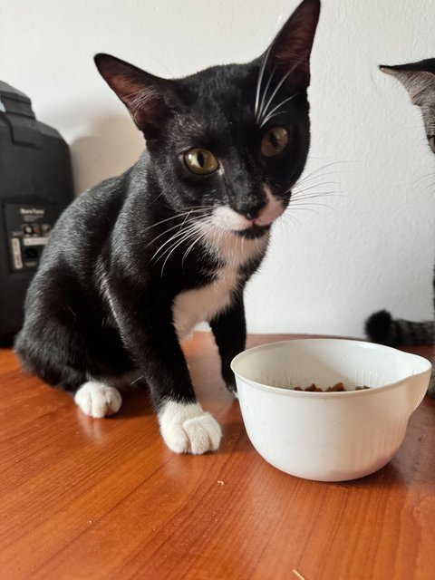 Big Black - Tuxedo Cat