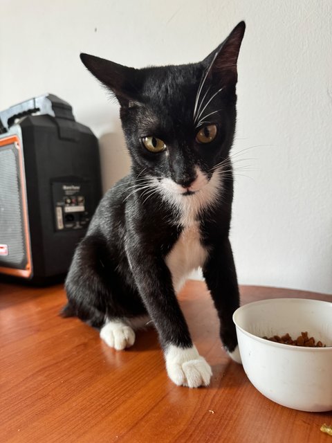 Big Black - Tuxedo Cat