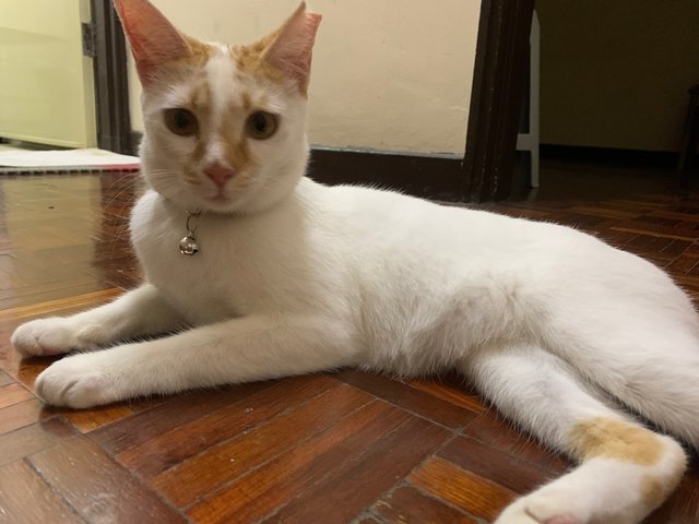 Billie (Subang Jaya Cat) - Domestic Short Hair Cat