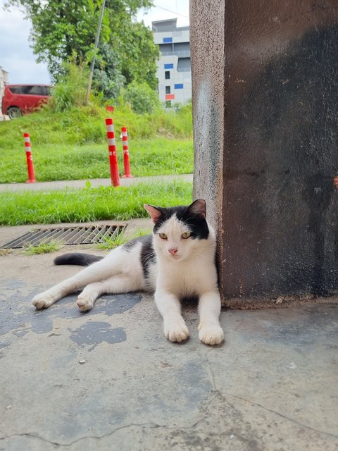 Mushi - Domestic Short Hair Cat