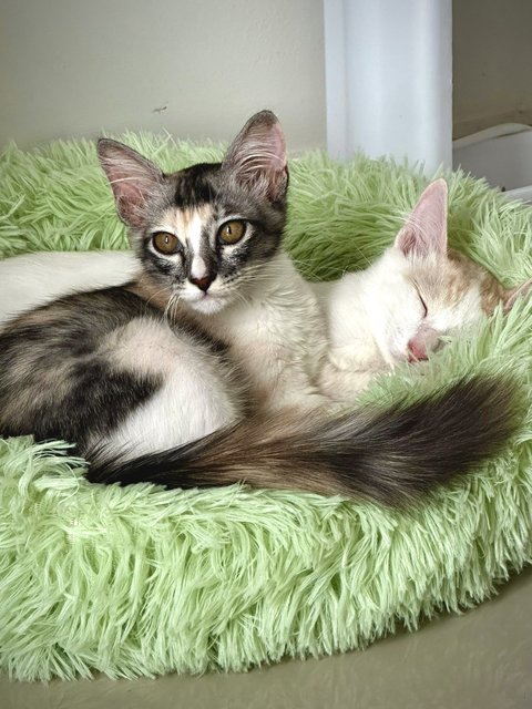 Yuri &amp; Yuta - Domestic Medium Hair Cat