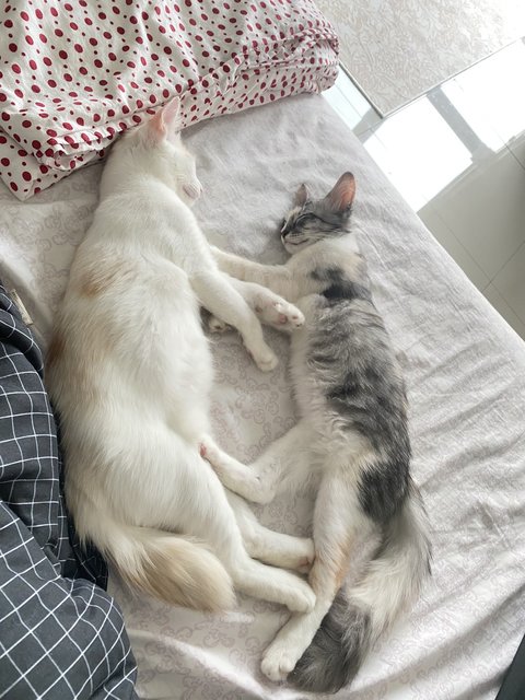 Yuri &amp; Yuta - Domestic Medium Hair Cat