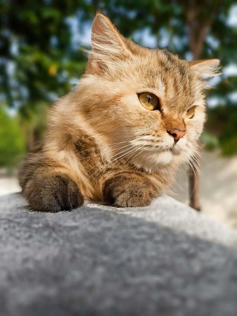 Buttercup - Domestic Short Hair + Snowshoe Cat