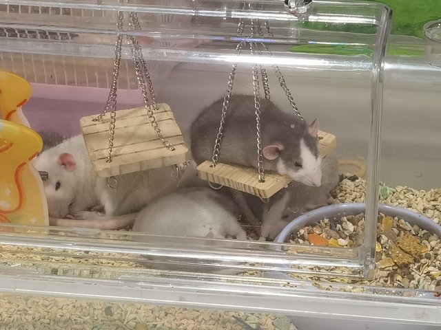 Little Fancy Rats  - Rat Small & Furry