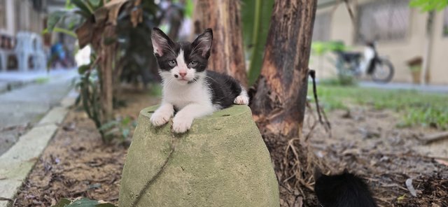 Pot &amp; Pet  - Domestic Short Hair Cat