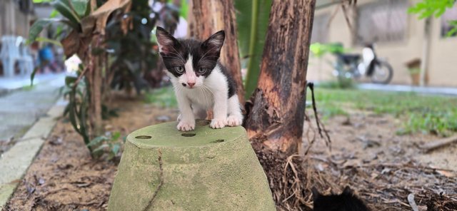 Pot &amp; Pet  - Domestic Short Hair Cat