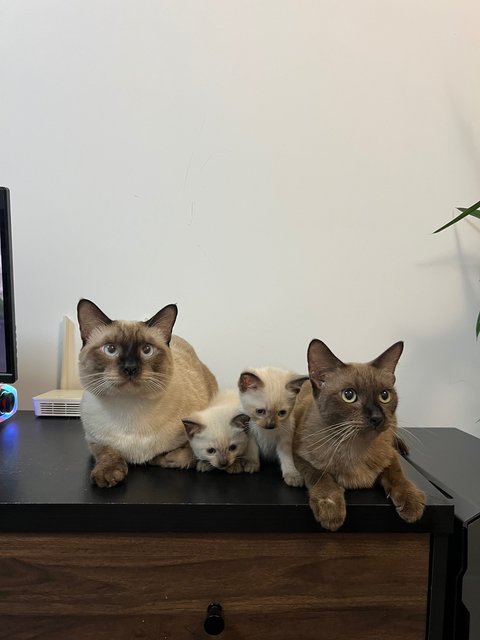 Tofu &amp; Keju - Burmese + Siamese Cat