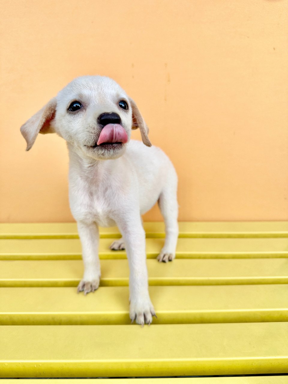 Lucy - Mixed Breed Dog