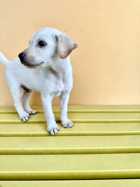 Luke - Mixed Breed Dog