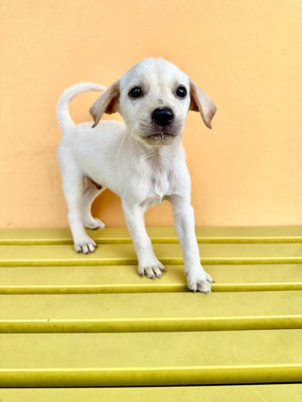 Luke - Mixed Breed Dog