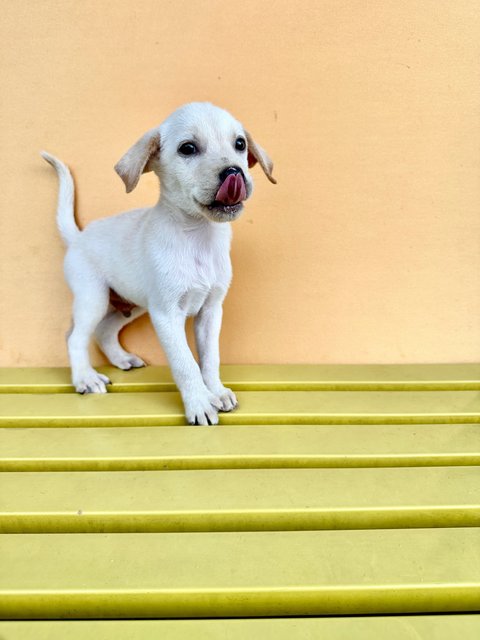 Luke - Mixed Breed Dog