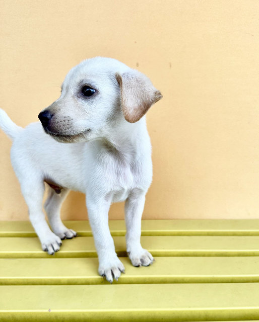 Luke - Mixed Breed Dog