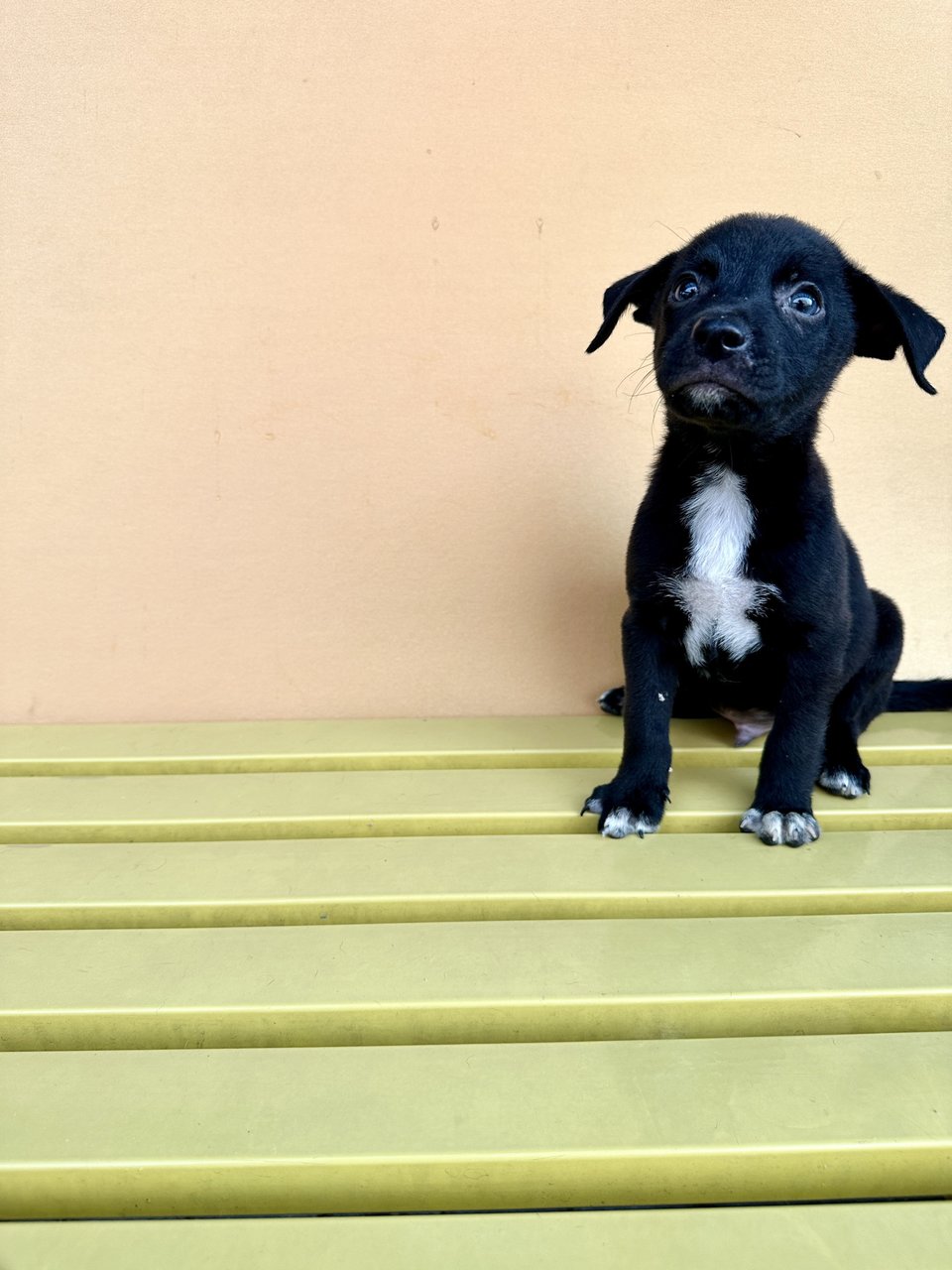 Badger - Mixed Breed Dog