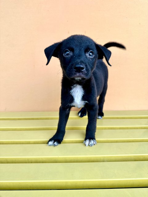 Badger - Mixed Breed Dog