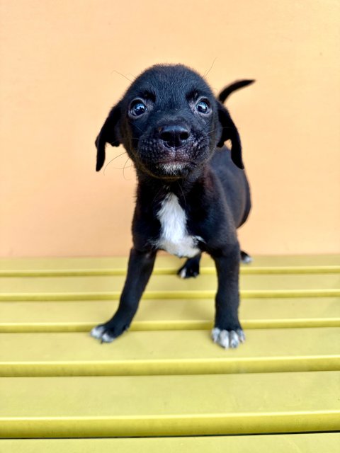 Badger - Mixed Breed Dog