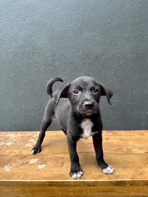 Badger - Mixed Breed Dog